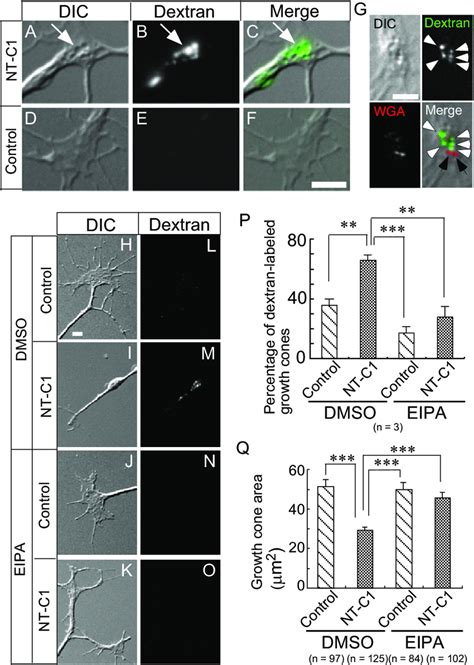 Neurotoxin C1 Induced Vacuoles Are Formed By Macropinocytosis A F