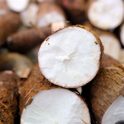 Como Plantar Mandioca Como Preparar A Terra Cuidados E Muito Mais