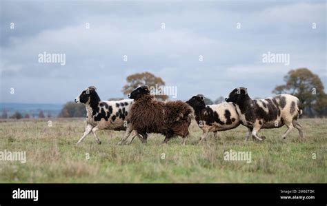 Jacob Sheep Running Hi Res Stock Photography And Images Alamy