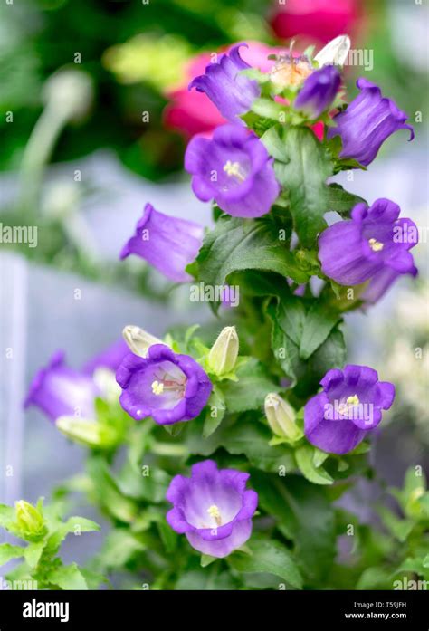 Canterbury Bell Flowers For Background Its Especially Focus Blue