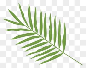 Leaf Arecaceae Euclidean Vector Illustration Banana Leaf Clip Art