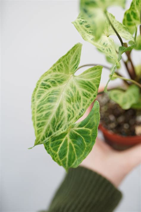 Syngonium Podophyllum Batik Ruby Flora