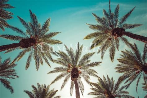 [ベスト] palm trees wallpaper 413364-Palm trees wallpaper laptop