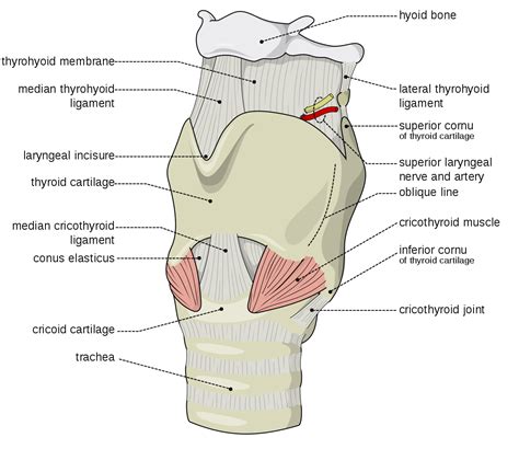 Laryngeal Paralysis — Elwood Vet