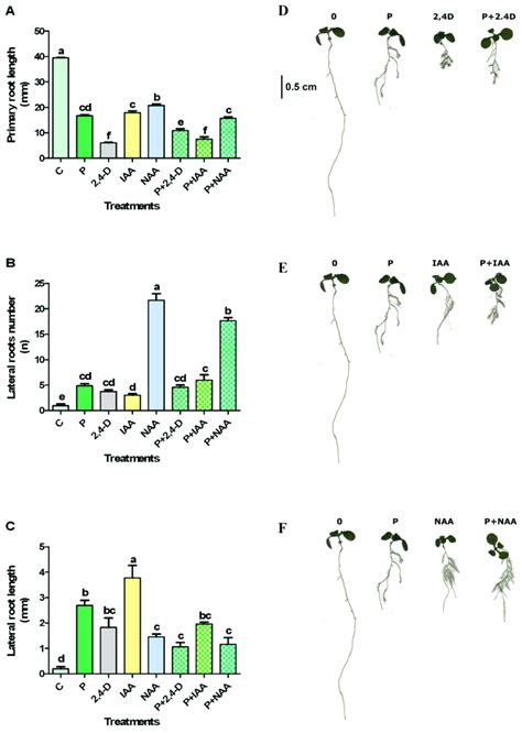 Primary Root Length Ad Lateral Roots Number Be And Lateral Root