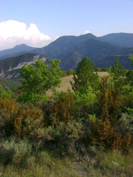 La Lavande Sauvage La Brebis Et Le Pin Noir DAutriche