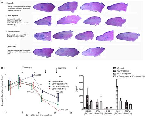 Accelerated Elimination Of Human Cancer Cells By A Cd Agonist