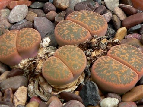 Lithops Lesliei Leslies Living Stone World Of Succulents Lithops