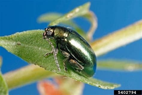 Apple Flea Beetle Altica Foliaceae