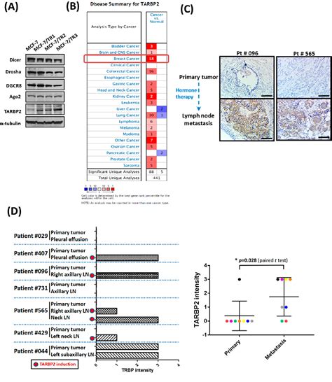 Figure 1 From TARBP2 Enhanced Resistance During Tamoxifen Treatment In