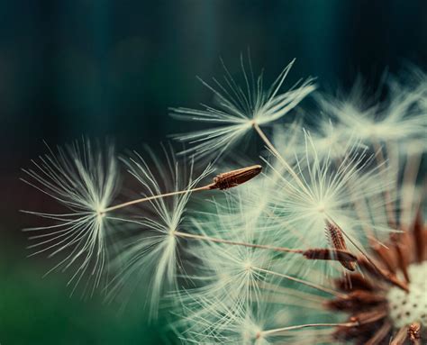 Dandelion: A Common Backyard Weed That Tackles Spike Proteins, Liver ...