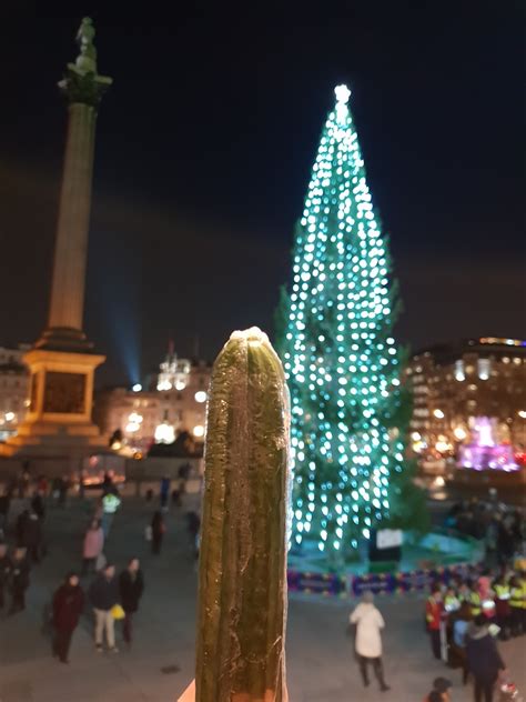 Is The Trafalgar Square Christmas Tree Really Like A Cucumber | Londonist