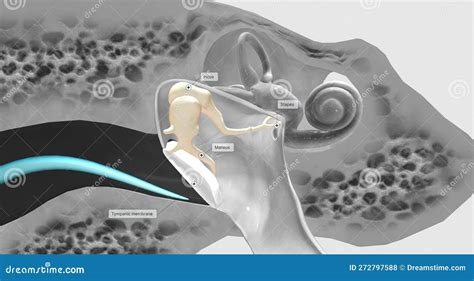 Auditory Ossicles Structure Diagram Medical Scienc Vector Illustration