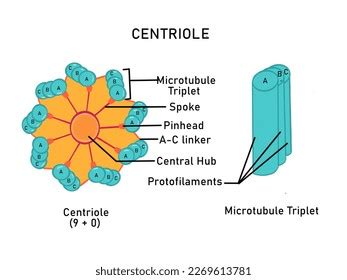 6+ Hundred Centriole Royalty-Free Images, Stock Photos & Pictures | Shutterstock