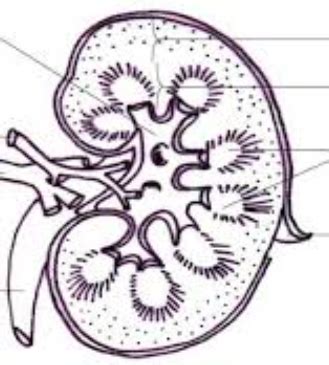 Bladder labeled Diagram | Quizlet