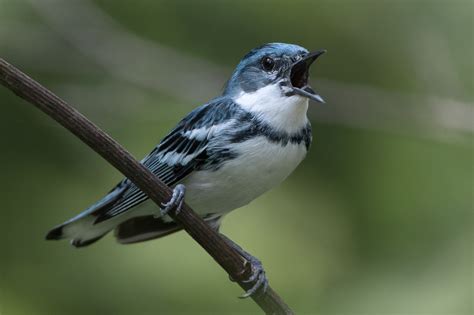 Cerulean Warbler Male Summer Jeremy Meyer Photography