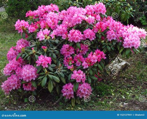 Dark Pink Rhododendron, Richly Flowering Shrub, Popular Garden Bush ...