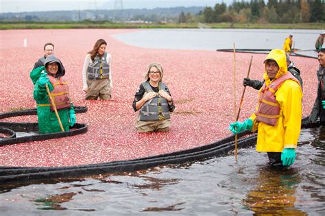 Bc Beekeepers And Cranberry Farmers Get A Boost Infonews Thompson