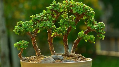 Cómo hacer un bonsai con la suculenta árbol de jade para atraer dinero