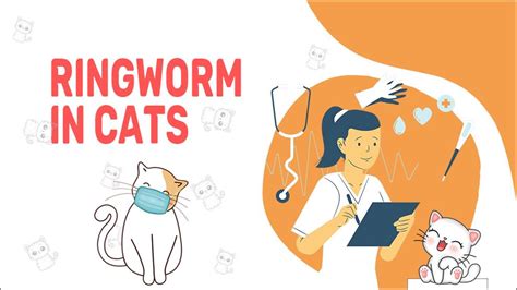 Ringworm In Cats: Signs, Remedy And Prevention - animalonly.com