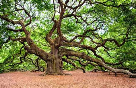 L Albero Pi Antico Del Mondo Ha Mila Anni E Si Trova In California