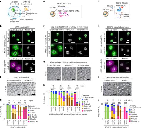 Retroviral Proteins And Trans Acting Mervl Rna Are Dispensable For