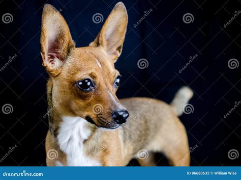 What Is A Chihuahua Rat Terrier Mix