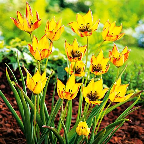 Tulipan Botaniczny Orphanidea Flava 5 Szt BENEX Sklep EMPIK