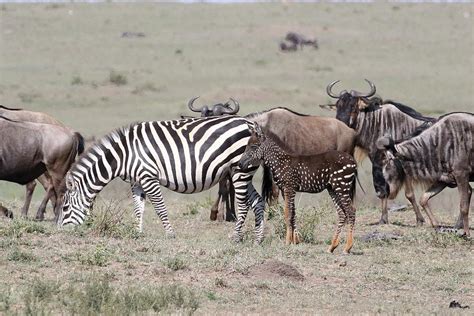 Common Zebra Spotted Zebra Photograph by Debbie Blackman - Fine Art America