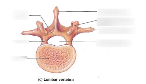 Lumbar Vertebrae Labeling Diagram Quizlet