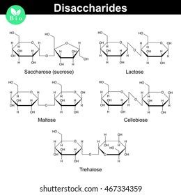 Chemical Formulas Main Disaccharides Sucrose Lactose