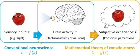 Where Does Consciousness Reside in the Brain? New Discovery Helps Pinpoint Its Location