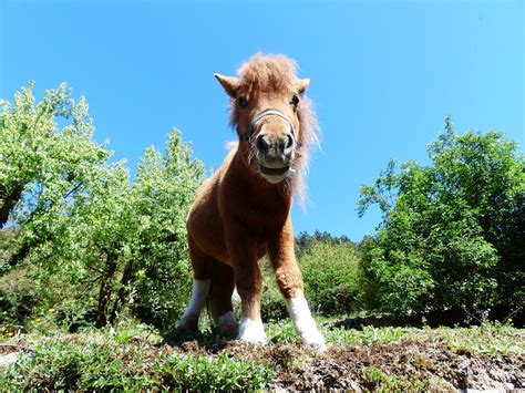 Shetlandpony Pony Pferd Kostenloses Foto Auf Pixabay