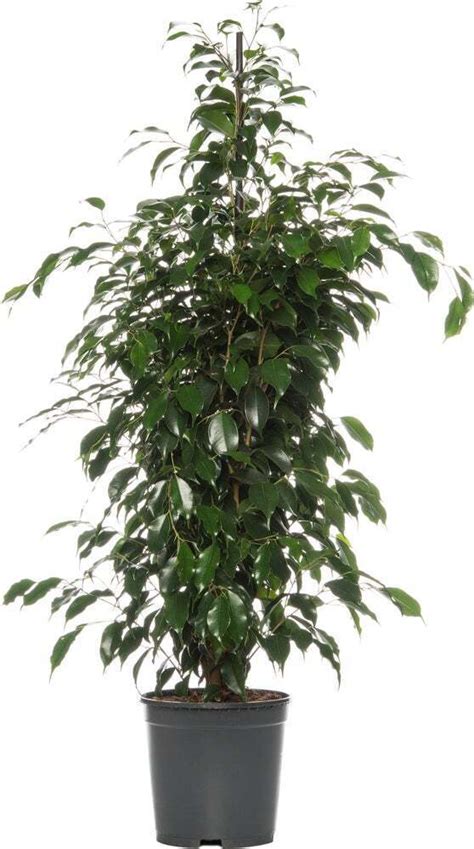 Treurvijg Ficus Benjamina Danielle D 21 H 105 Cm Aanbieding Bij