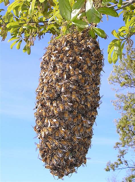 bees root simple