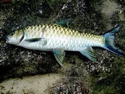 Spreebird wildlife: Mahseer (National Fish of Pakistan)