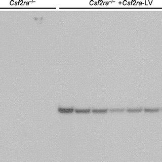 Genetic Correction Of Gm Csf Receptor Signaling In Murine Macrophages