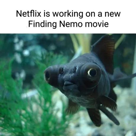 Bubbles Nemo Meme