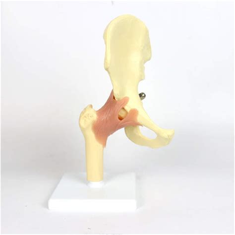 Buy Qhytl Anatomy Human Hip Joint Model The Hip Joint Model Of Human