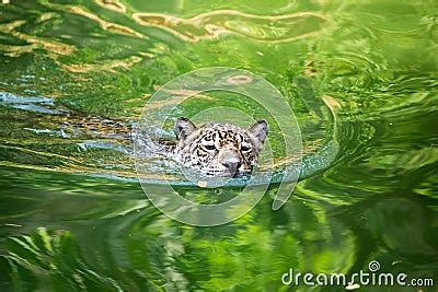 Jaguar Is Swimming On The River Stock Image Image Of Jungle Park