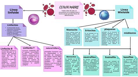 Granjero Intelectual Calma Funcion De Las Celulas De La Sangre Luna