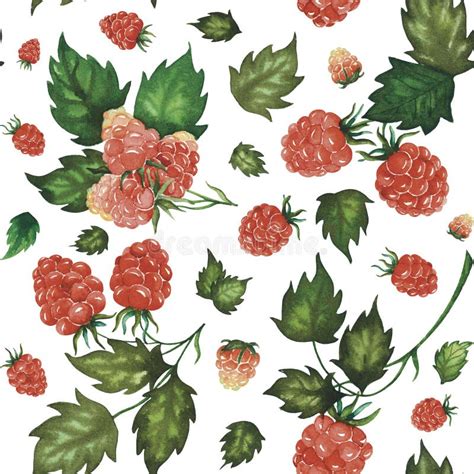 Seamless Watercolour Raspberry Pattern With Berries And Leaves Hand