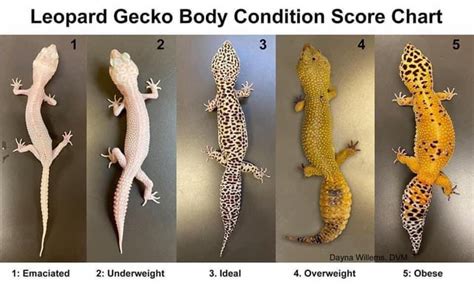 Leopard Gecko Size : leopardgeckos