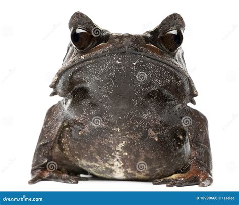 Long Nosed Horned Frog Facing At The Camera Megophrys Nasuta Stock