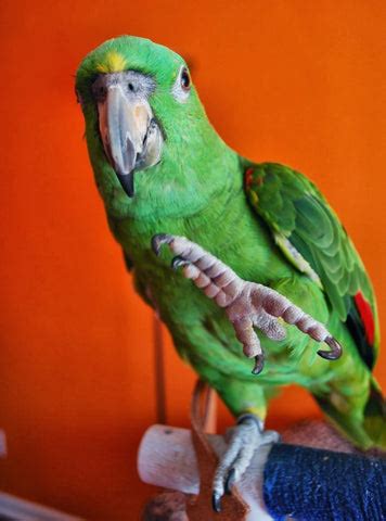 10 Fun Facts about Parrots