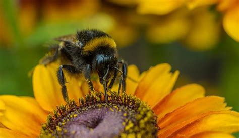 A Import Ncia Das Abelhas Para O Planeta Pensamento Verde