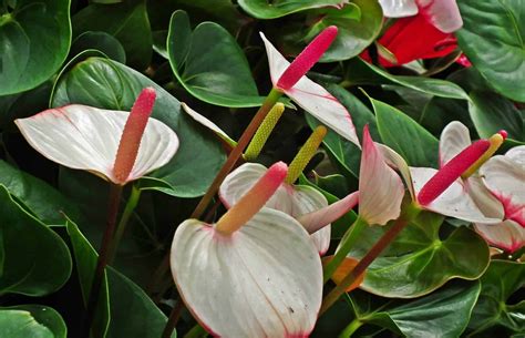 Anthurium Varieties [25+ of the Best I Bet You Had Not Known]