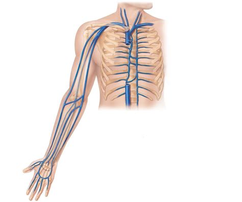 Veins Of The Thorax And Upper Limb Diagram Quizlet