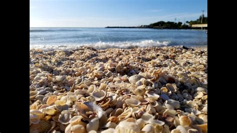 Shelling On Sanibel Island Florida Beach Youtube