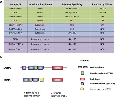 PDF The Regulation Of Oncogenic Ras ERK Signalling By Dual